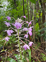 Spathoglottis pacifica, photograph author not stated, no rights reserved