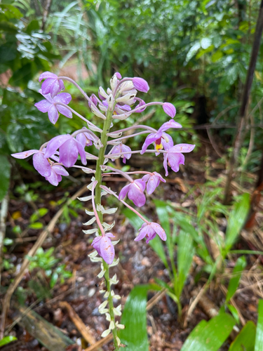 Ground Orchid