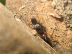Myrmarachne elongata