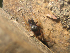 Myrmarachne elongata