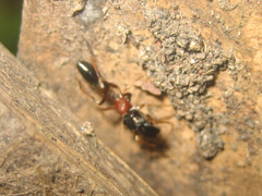 Myrmarachne elongata