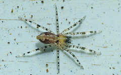 Cycloctenidae