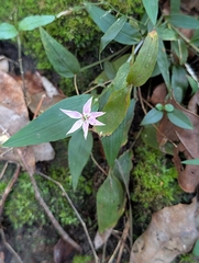 Schelhammera undulata, photograph (c) Rosie Steinberg, some rights reserved (CC BY)