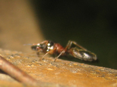 Myrmarachne elongata