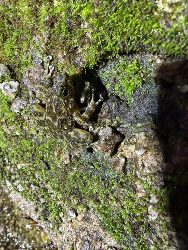 Hainan Torrent Frog