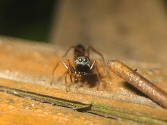 Myrmarachne elongata