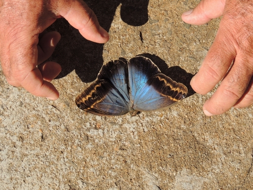 Dusky Owl-Butterfly