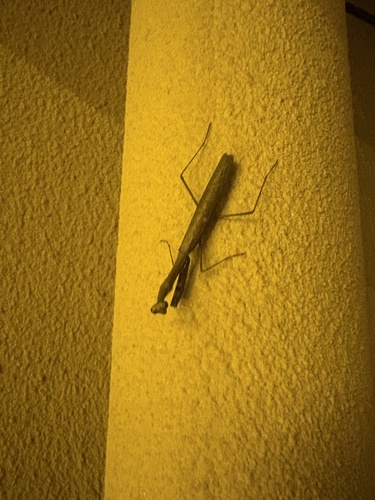 Asian Jumping Mantis