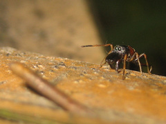 Myrmarachne elongata