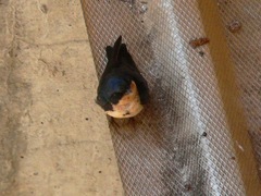 Pygochelidon cyanoleuca