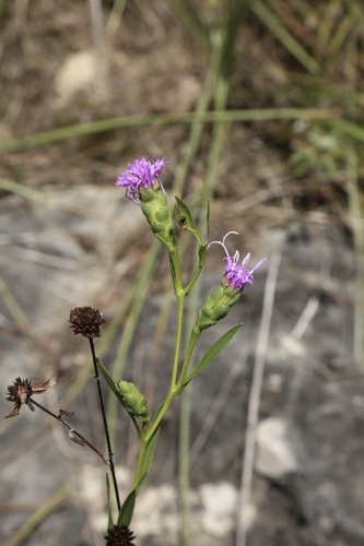 Liatris cylindracea, photograph 5
