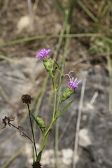 Liatris cylindracea, photograph (c) Reid Hardin, some rights reserved (CC BY)