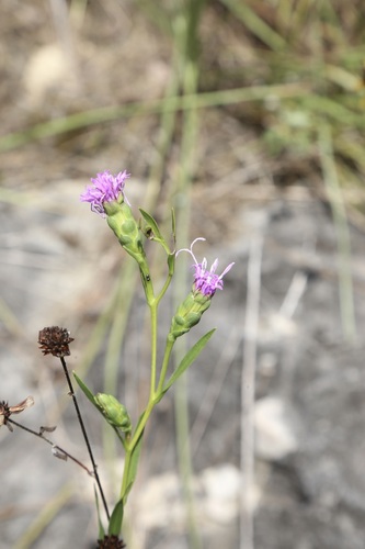 Liatris cylindracea, photograph 6