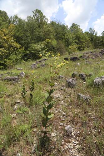 Silphium glutinosum, photograph 1