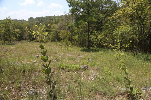 Silphium glutinosum