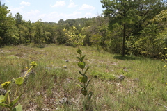 Silphium glutinosum, photograph (c) Reid Hardin, some rights reserved (CC BY)