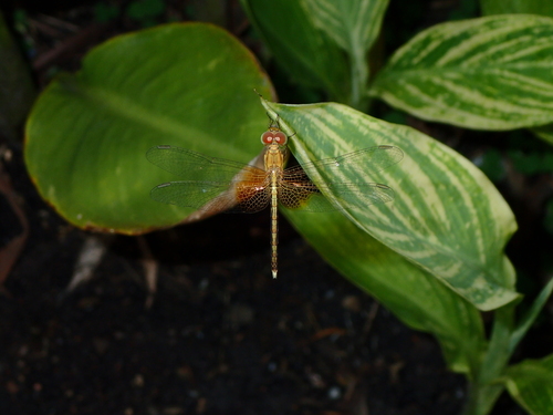 Neurothemis intermedia atalanta