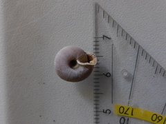 Causa holosericea