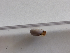 Causa holosericea