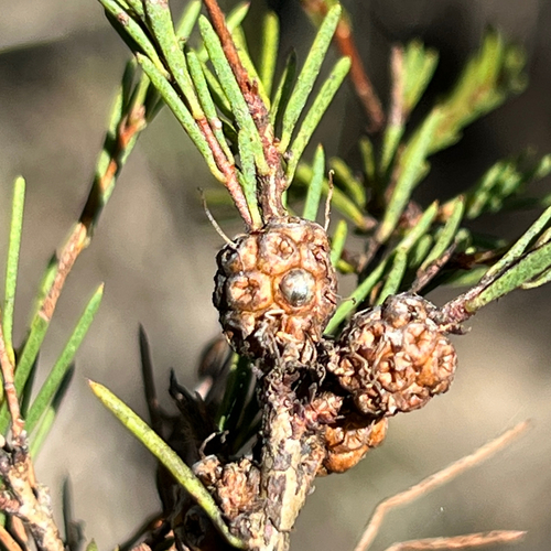 Melaleuca nodosa, photograph 6