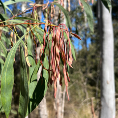 Acacia falcata, photograph (c) James K. Douch, some rights reserved (CC BY-SA)