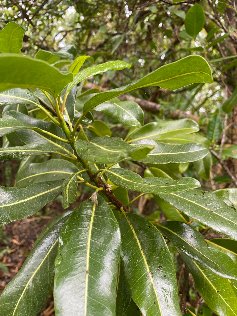 Sideroxylon st-johnianum
