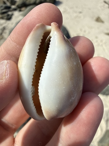 Cypraea reevei observed 2026-08-22