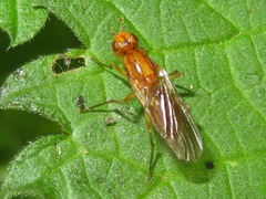 Psila fimetaria