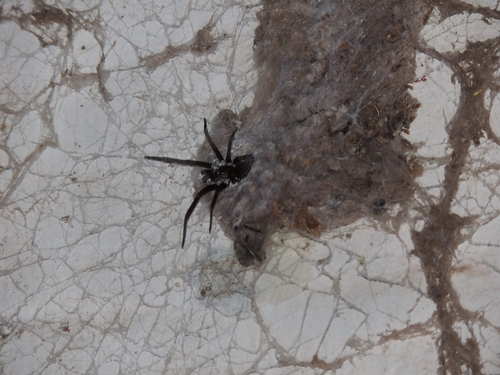Southern House Spider