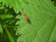 Psila fimetaria
