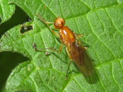 Psila fimetaria