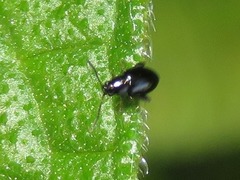 Longitarsus anchusae