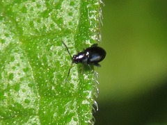 Longitarsus anchusae