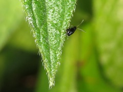 Longitarsus anchusae