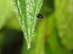 Longitarsus anchusae