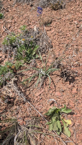 Leucocrinum montanum