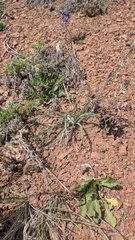 Leucocrinum montanum