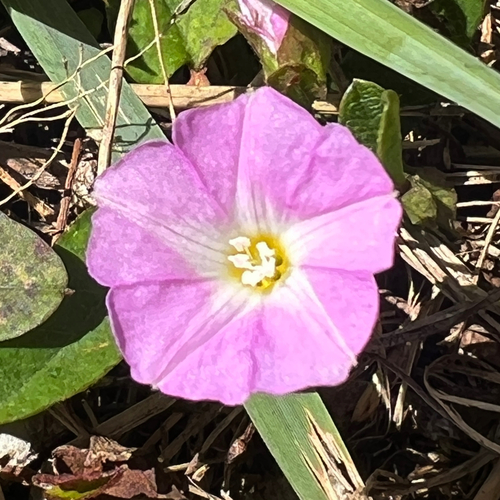 Polymeria calycina, photograph 2