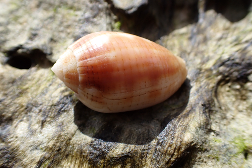 Pterygia dactylus observed 2026-08-22
