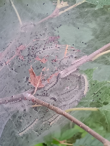 Fall Webworm Moth