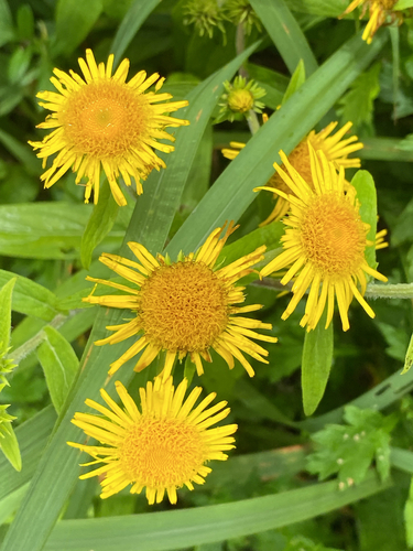 Inula japonica