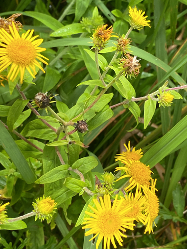 Inula japonica, photograph 2