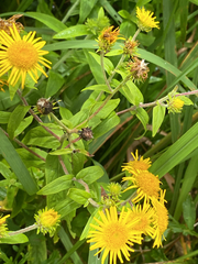 Inula japonica, photograph (c) Young Jun Lee, some rights reserved (CC BY)
