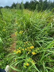 Inula japonica, photograph (c) Young Jun Lee, some rights reserved (CC BY)