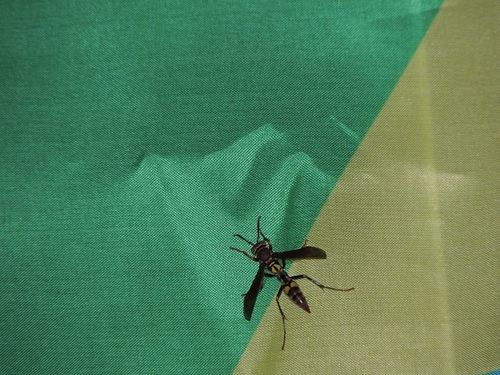 Variegated Paper Wasp