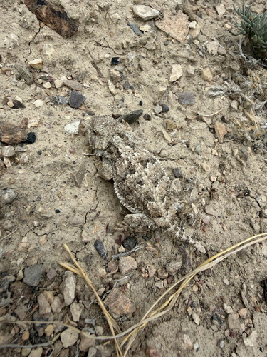 Greater Short-horned Lizard