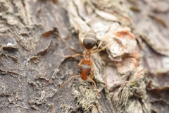 Technomyrmex gibbosus
