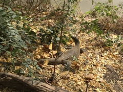 Varanus niloticus