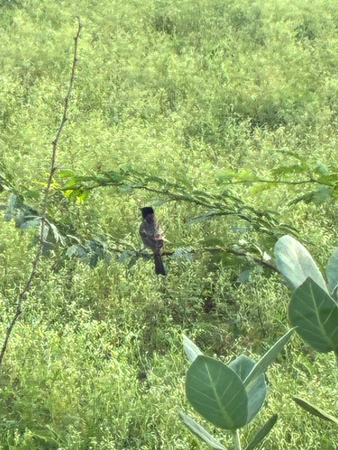 Red-vented Bulbul