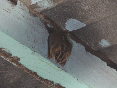 White-lined Broad-nosed Bat